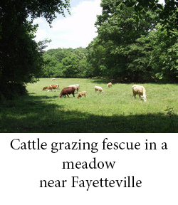 Cattle grazing fescue in a meadow near Fayetteville.